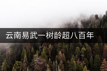云南易武一樹齡超八百年古茶樹死亡，當?shù)卦磕杲M織村民拜謁