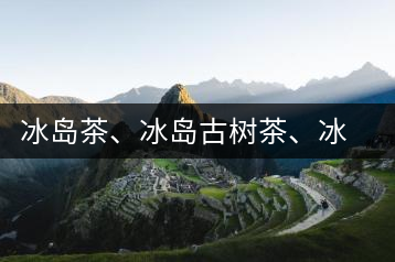冰島茶、冰島古樹茶、冰島茶區(qū)茶、冰島茶區(qū)古樹茶