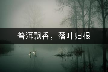 普洱飄香，落葉歸根