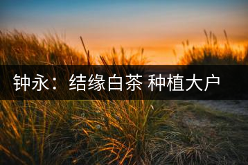 鐘永:結(jié)緣白茶 種植大戶傾其一生為茶而生