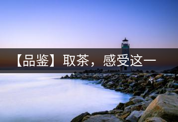 【品鑒】取茶，感受這一輪鳳起古茶的魅力