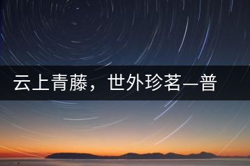 云上青藤，世外珍茗—普秀百年藤條茶即將上市