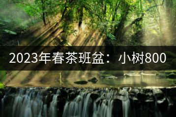 2023年春茶班盆：小樹(shù)800元／公斤，古樹(shù)1600-2200元／公斤