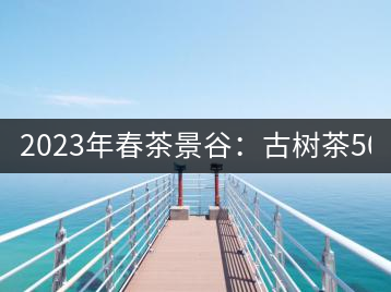 2023年春茶景谷：古樹茶500-600元／公斤，紫芽茶300-480元／公斤，白芽茶1200-2000元／公斤。