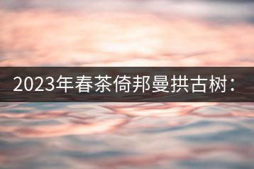 2023年春茶倚邦曼拱古樹：2500-3000元／公斤，貓耳朵6000元／公斤