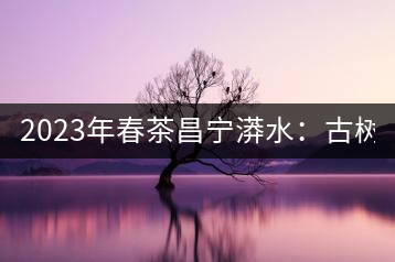 2023年春茶昌寧漭水：古樹混采純料480-600元／公斤，大樹360-420元／公斤，臺地260-300元／公斤，古樹單株均價880-1200元／公斤。
