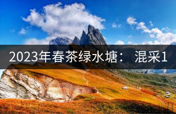 2023年春茶綠水塘： 混采11000-12000元／公斤，挑采14000元／公斤