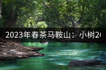 2023年春茶馬鞍山：小樹(shù)260–300元／公斤，古樹(shù)450-500元／公斤