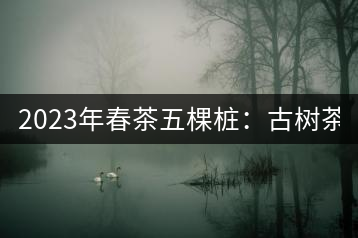 2023年春茶五棵樁：古樹(shù)茶6000-8000元／公斤