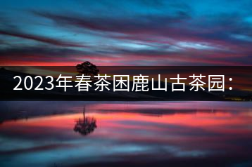 2023年春茶困鹿山古茶園：大樹(shù)8000-12000元／公斤，周邊小樹(shù)200-300元／公斤