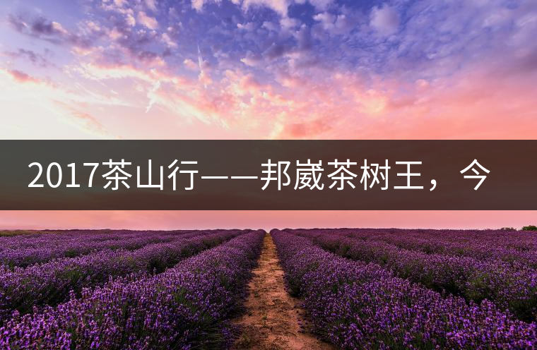 2017茶山行——邦崴茶樹王，今天你是長這樣
