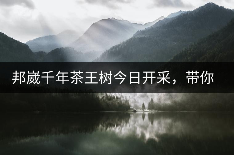 邦崴千年茶王樹今日開采，帶你了解被低估的邦崴古樹茶邦崴千年茶王樹今日開采，帶你了解被低估的邦崴古樹茶