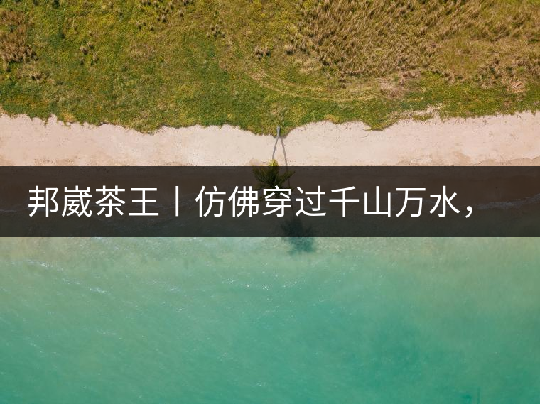 邦崴茶王丨仿佛穿過千山萬水，就是為了它而來邦崴茶王丨仿佛穿過千山萬水，就是為了它而來