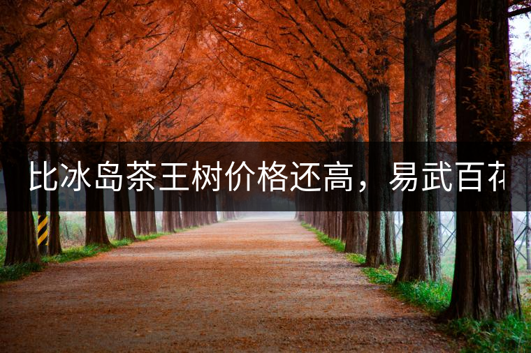 比冰島茶王樹價格還高，易武百花潭高桿古樹茶以100萬成...比冰島茶王樹價格還高，易武百花潭高桿古樹茶以100萬成交