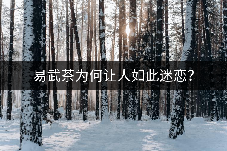 易武茶為何讓人如此迷戀？