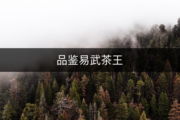 品鑒易武茶王 品鑒易武茶王