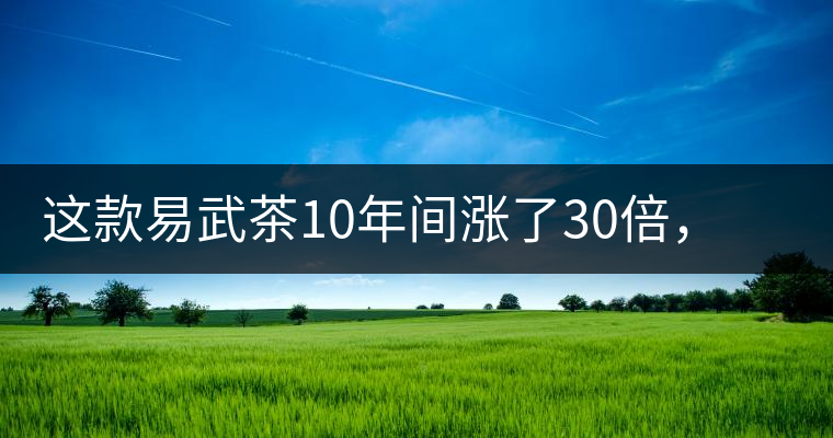 這款易武茶10年間漲了30倍，但已芳蹤罕見
