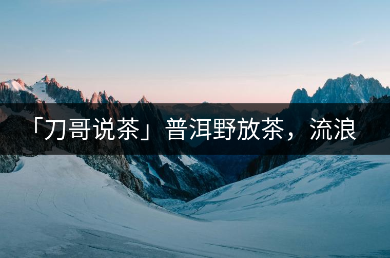 「刀哥說茶」普洱野放茶，流浪狗的春天