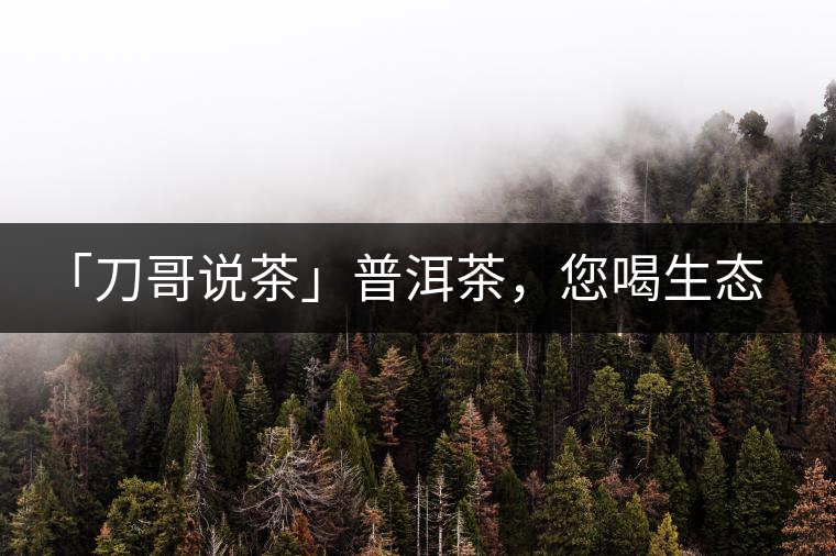 「刀哥說茶」普洱茶，您喝生態(tài)還是喝樹齡？