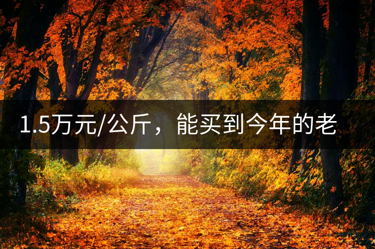 1.5萬元/公斤，能買到今年的老班章古樹茶嗎?1.5萬元/公斤，能買到今年的老班章古樹茶嗎？