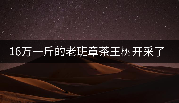 16萬一斤的老班章茶王樹開采了，茶友果斷拉了一車現(xiàn)金去...16萬一斤的老班章茶王樹開采了，茶友果斷拉了一車現(xiàn)金去！