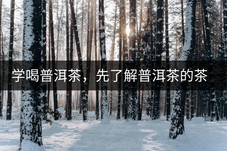 學(xué)喝普洱茶，先了解普洱茶的茶性