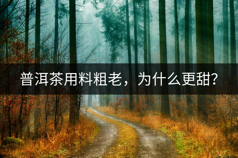 普洱茶用料粗老，為什么更甜？