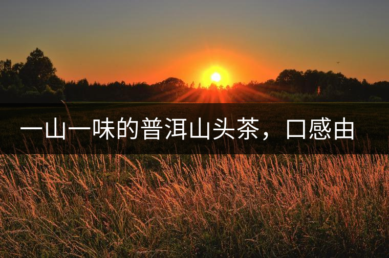 一山一味的普洱山頭茶，口感由這些因素決定