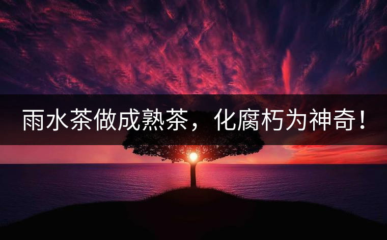 雨水茶做成熟茶，化腐朽為神奇！
