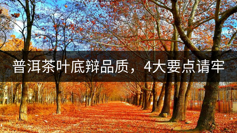 普洱茶葉底辯品質(zhì)，4大要點請牢記！