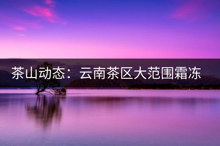 茶山動態(tài):云南茶區(qū)大范圍霜凍 明春茶葉產(chǎn)量堪憂 茶山動態(tài):云南茶區(qū)大范圍霜凍 明春茶葉產(chǎn)量堪憂