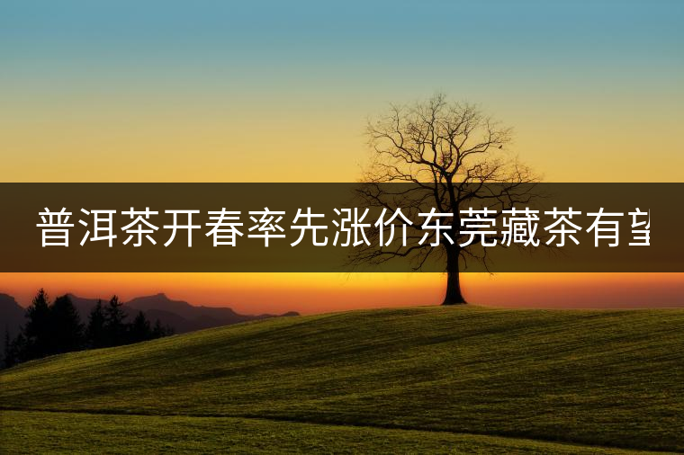 普洱茶開春率先漲價東莞藏茶有望“開倉”