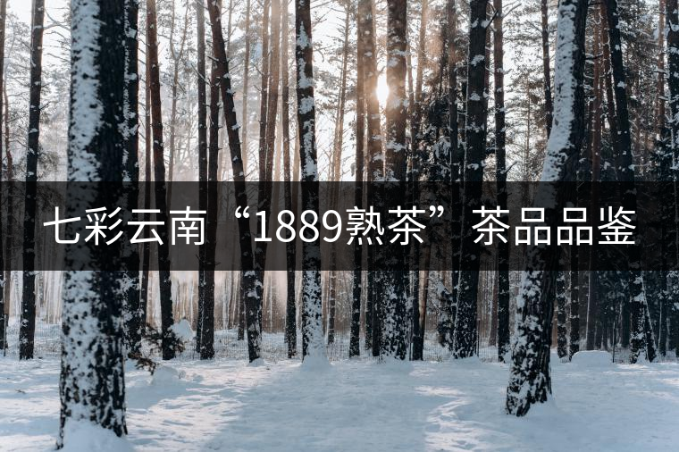 七彩云南“1889熟茶”茶品品鑒