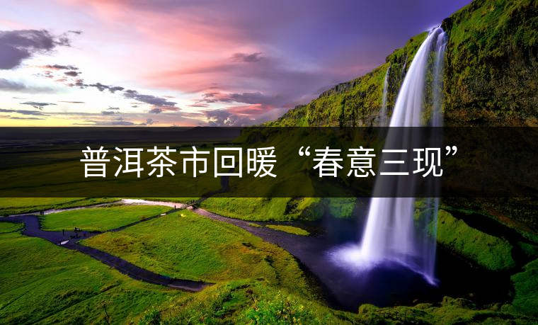 普洱茶市回暖“春意三現”