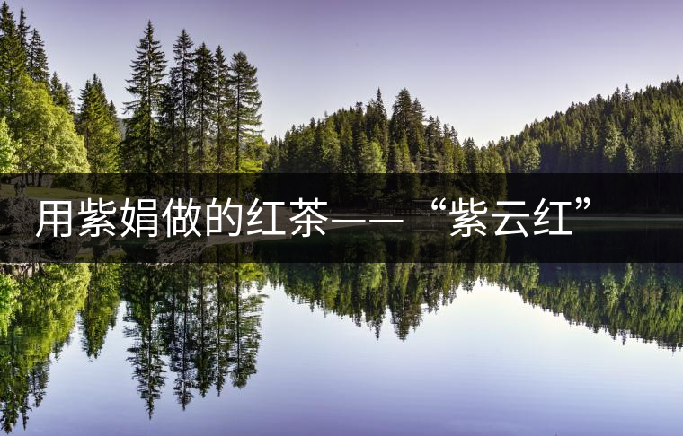 用紫娟做的紅茶——“紫云紅”誕生