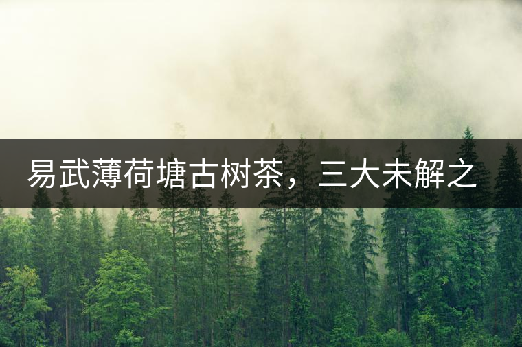 易武薄荷塘古樹茶，三大未解之謎