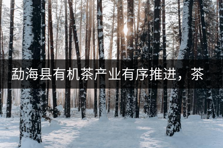 勐?？h有機茶產業(yè)有序推進，茶產業(yè)已成為第一支柱產業(yè)