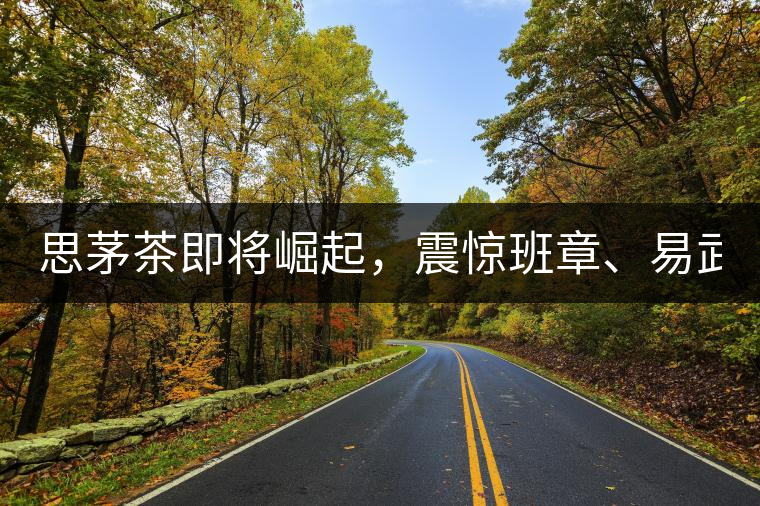 思茅茶即將崛起，震驚班章、易武！