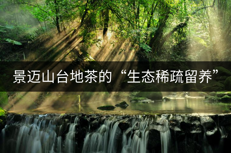 景邁山臺(tái)地茶的“生態(tài)稀疏留養(yǎng)”