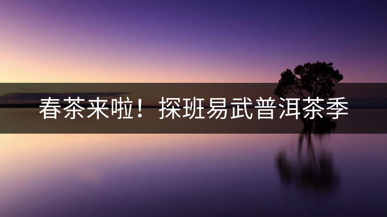 春茶來啦！探班易武普洱茶季