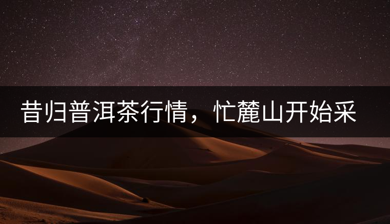 昔歸普洱茶行情，忙麓山開始采制春茶