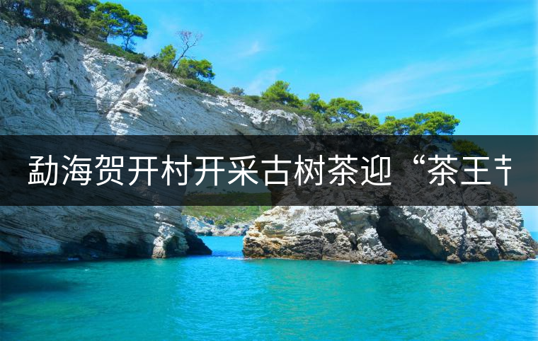 勐海賀開村開采古樹茶迎“茶王節(jié)”