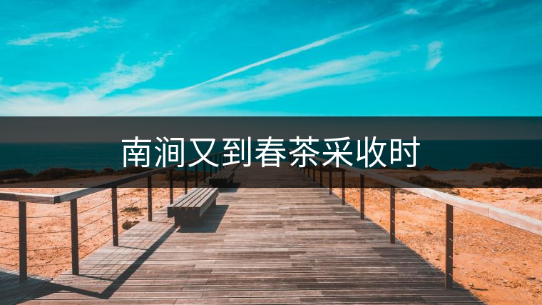 南澗又到春茶采收時