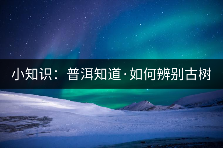 小知識：普洱知道·如何辨別古樹茶？