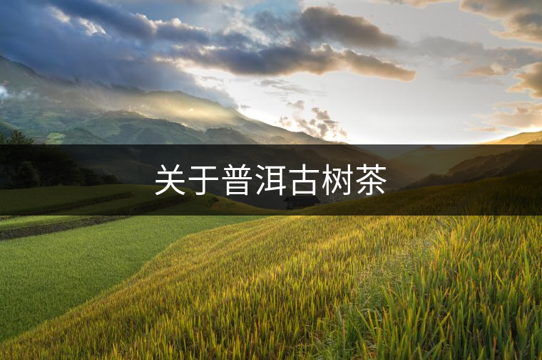 關于普洱古樹茶