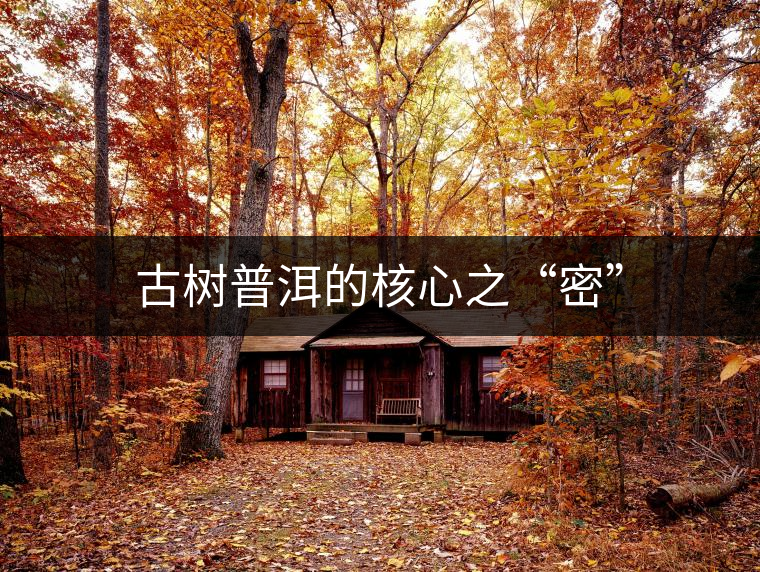 古樹普洱的核心之“密” 古樹普洱的核心之“密”