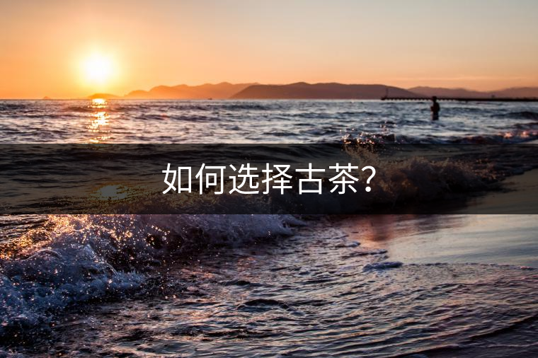 如何選擇古茶？