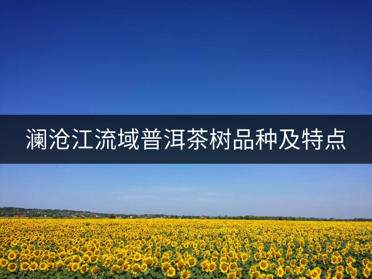 瀾滄江流域普洱茶樹品種及特點(diǎn)