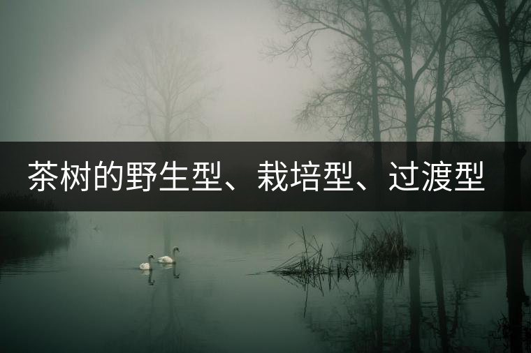 茶樹的野生型、栽培型、過渡型是怎么界定的？