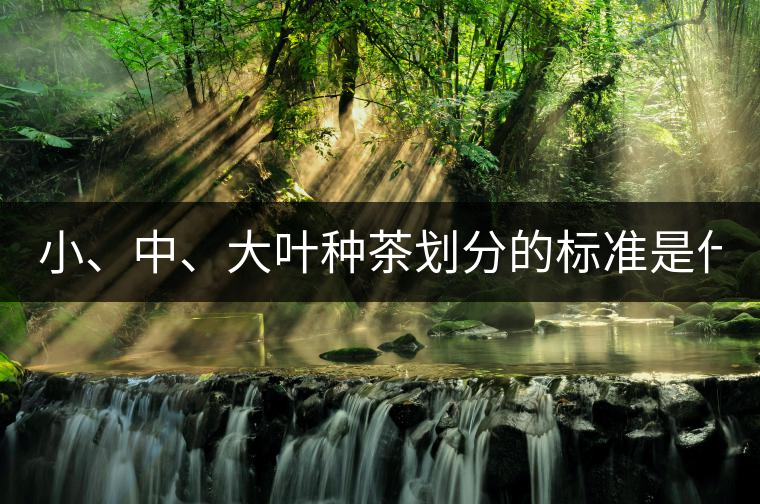 小、中、大葉種茶劃分的標(biāo)準(zhǔn)是什么？